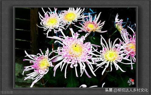 秋菊视频在线观看,沉浸式体验，感受秋日风情