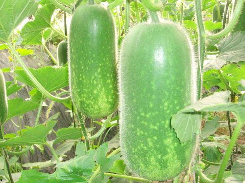 娱乐吃瓜场地图片真实高清,高清图鉴揭秘现场盛况