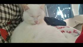 失足学姐在线观看,揭秘校园背后的秘密与挣扎