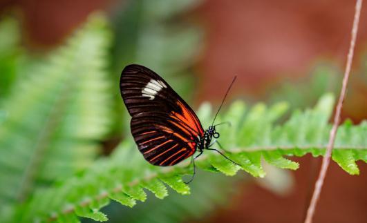 蝴蝶 法国在线观看