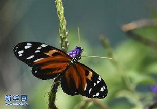 蝴蝶 法国在线观看