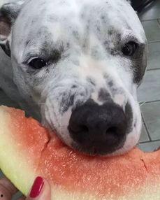 娱乐吃瓜汪星人是谁