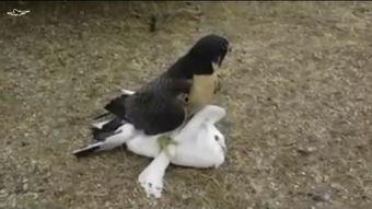 狼与鸽子在线观看,一场智慧与勇气的较量